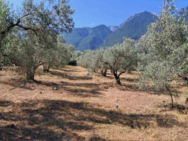 Πωλείται ελαιοπερίβολο στις Μεξιάτες